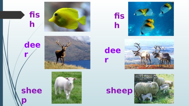 fish fish deer deer sheep sheep 