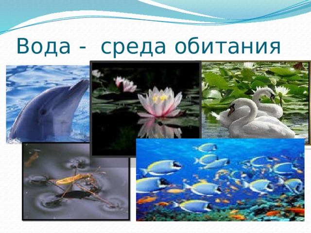 В водной среде достаточно. Водная среда обитания. Вода как среда обитания. Вода в водной среде обитания. Водная среда обитания животные.