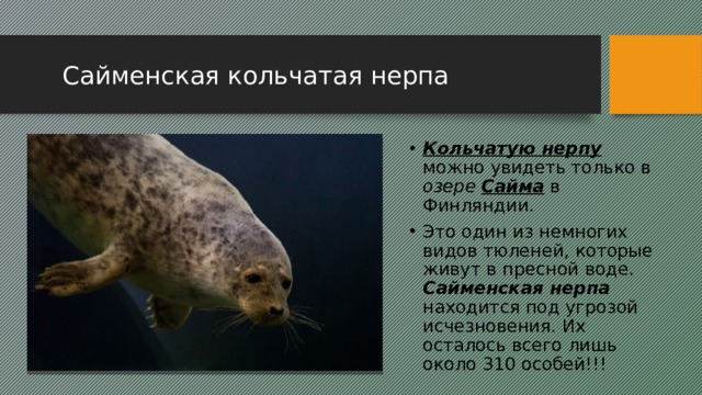  Сайменская кольчатая нерпа Кольчатую нерпу можно увидеть только в озере  Сайма в Финляндии. Это один из немногих видов тюленей, которые живут в пресной воде. Сайменская нерпа находится под угрозой исчезновения. Их осталось всего лишь около 310 особей!!! 2 