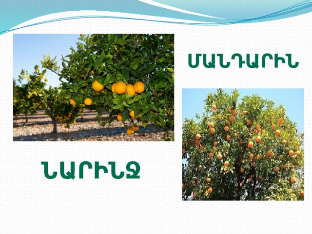 մանդարին նարինջ 