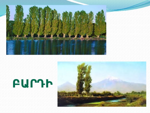բարդի 