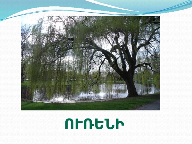 ուռենի 