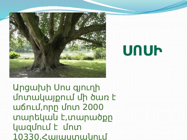 սոսի Արցախի Սոս գյուղի մոտակայքում մի ծառ է աճում,որը մոտ 2000 տարեկան է,տարածքը կազմում է մոտ 10330,Հայաստանում համարվում է սրբազան ծառ 