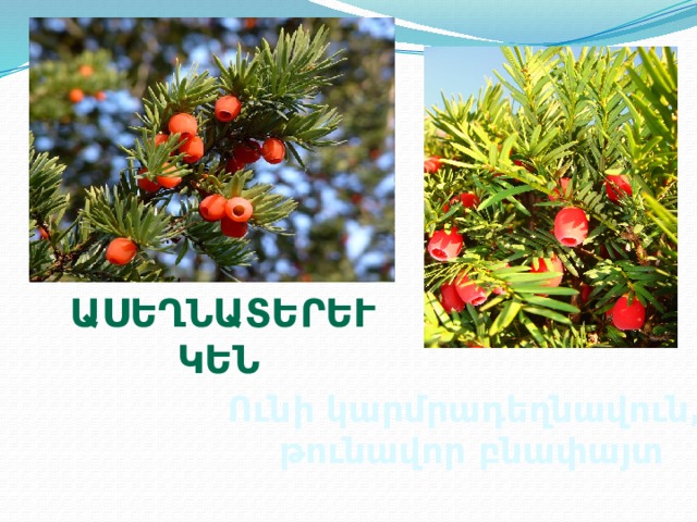 Ասեղնատերև կենի Ունի կարմրադեղնավուն,  թունավոր բնափայտ 