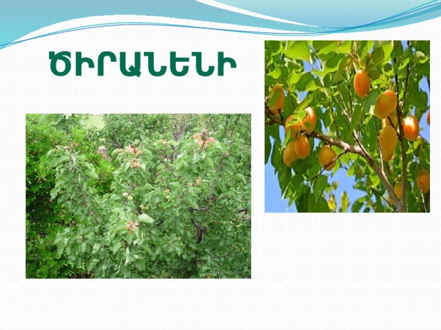 ծիրանենի 