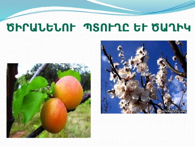 Ծիրանենու պտուղը և ծաղիկը 