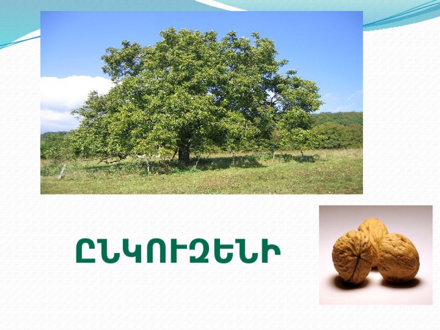 ընկուզենի 