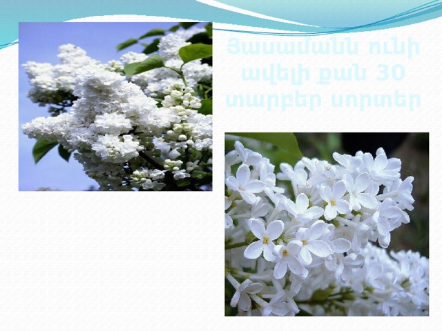 Յասամանն ունի ավելի քան 30 տարբեր սորտեր 