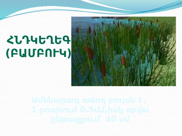 Հնդկեղեգ (բամբուկ) Ամենարագ աճող բույսն է, 1 րոպեում 0.5մմ,իսկ օրվա ընթացքում՝ 40 սմ 