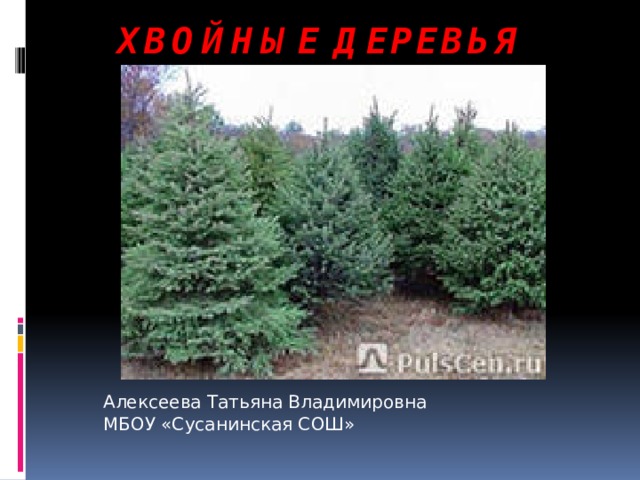 Хвойные деревья Алексеева Татьяна Владимировна МБОУ «Сусанинская СОШ» 