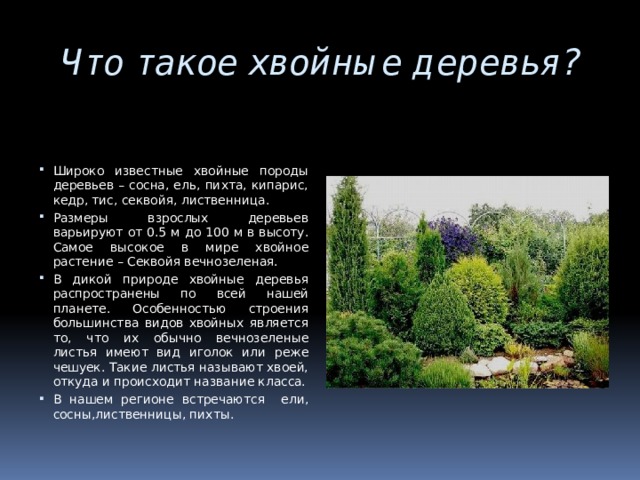 Что такое хвойные деревья? Широко известные хвойные породы деревьев – сосна, ель, пихта, кипарис, кедр, тис, секвойя, лиственница. Размеры взрослых деревьев варьируют от 0.5 м до 100 м в высоту. Самое высокое в мире хвойное растение – Секвойя вечнозеленая. В дикой природе хвойные деревья распространены по всей нашей планете. Особенностью строения большинства видов хвойных является то, что их обычно вечнозеленые листья имеют вид иголок или реже чешуек. Такие листья называют хвоей, откуда и происходит название класса. В нашем регионе встречаются ели, сосны,лиственницы, пихты. 