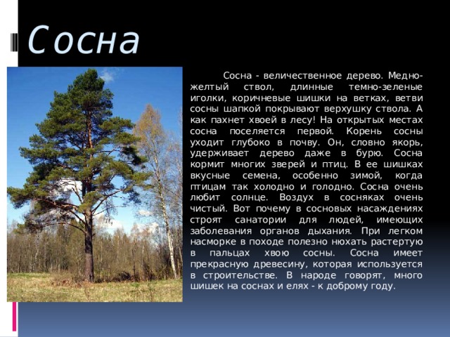Сосна  Сосна - величественное дерево. Медно-желтый ствол, длинные темно-зеленые иголки, коричневые шишки на ветках, ветви сосны шапкой покрывают верхушку ствола. А как пахнет хвоей в лесу! На открытых местах сосна поселяется первой. Корень сосны уходит глубоко в почву. Он, словно якорь, удерживает дерево даже в бурю. Сосна кормит многих зверей и птиц. В ее шишках вкусные семена, особенно зимой, когда птицам так холодно и голодно. Сосна очень любит солнце. Воздух в сосняках очень чистый. Вот почему в сосновых насаждениях строят санатории для людей, имеющих заболевания органов дыхания. При легком насморке в походе полезно нюхать растертую в пальцах хвою сосны. Сосна имеет прекрасную древесину, которая используется в строительстве. В народе говорят, много шишек на соснах и елях - к доброму году. 