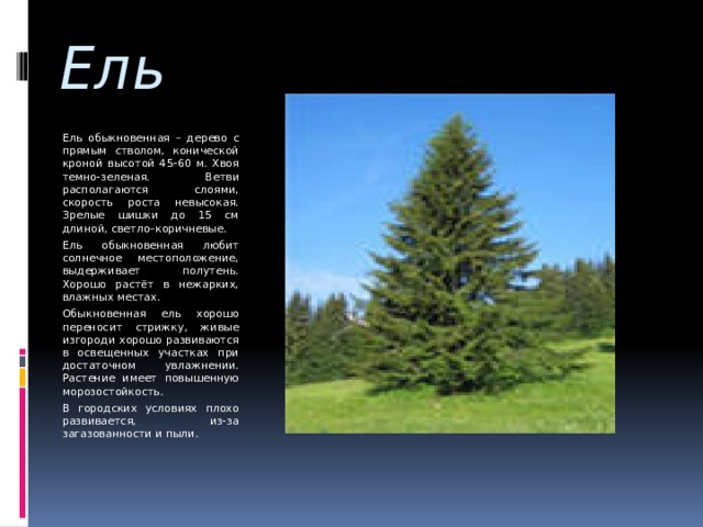 Ель Ель обыкновенная – дерево с прямым стволом, конической кроной высотой 45-60 м. Хвоя темно-зеленая. Ветви располагаются слоями, скорость роста невысокая. Зрелые шишки до 15 см длиной, светло–коричневые. Ель обыкновенная любит солнечное местоположение, выдерживает полутень. Хорошо растёт в нежарких, влажных местах. Обыкновенная ель хорошо переносит стрижку, живые изгороди хорошо развиваются в освещенных участках при достаточном увлажнении. Растение имеет повышенную морозостойкость. В городских условиях плохо развивается, из-за загазованности и пыли. 