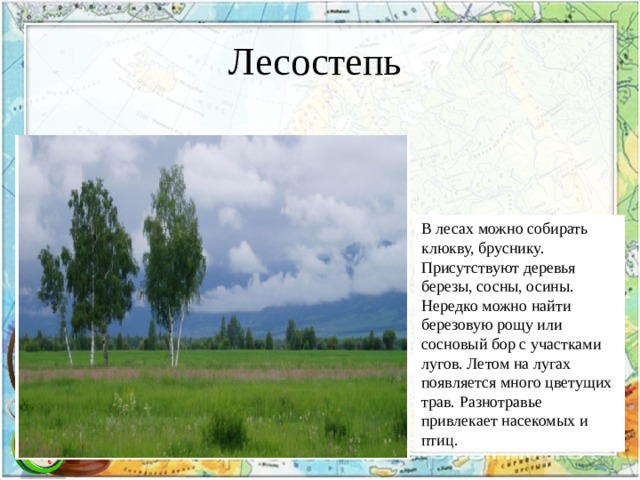 Лесостепь В лесах можно собирать клюкву, бруснику. Присутствуют деревья березы, сосны, осины. Нередко можно найти березовую рощу или сосновый бор с участками лугов. Летом на лугах появляется много цветущих трав. Разнотравье привлекает насекомых и птиц. 