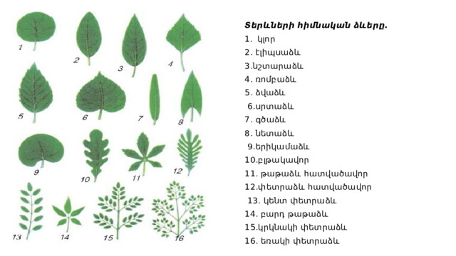 Տերևների հիմնական ձևերը. կլոր 2. էլիպսաձև 3.նշտարաձև 4. ռոմբաձև 5. ձվաձև  6.սրտաձև 7. գծաձև 8. նետաձև  9.երիկամաձև 10.բլթակավոր 11. թաթաձև հատվածավոր 12.փետրաձև հատվածավոր  13. կենտ փետրաձև 14. բարդ թաթաձև 15.կրկնակի փետրաձև 16. եռակի փետրաձև 