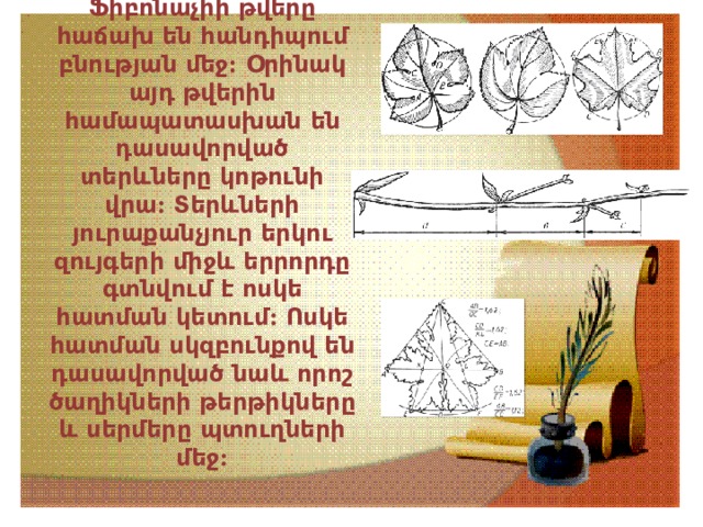 Ֆիբոնաչիի  թվերը  հաճախ  են  հանդիպում  բնության  մեջ : Օրինակ  այդ  թվերին  համապատասխան  են  դասավորված  տերևները  կոթունի  վրա : Տերևների  յուրաքանչյուր  երկու  զույգերի  միջև  երրորդը  գտնվում  է  ոսկե  հատման  կետում : Ոսկե  հատման  սկզբունքով  են  դասավորված  նաև  որոշ  ծաղիկների  թերթիկները  և  սերմերը  պտուղների  մեջ : 