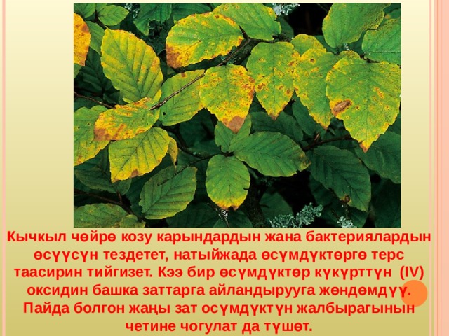 Кычкыл чөйрө козу карындардын жана бактериялардын өсүүсүн тездетет, натыйжада өсүмдүктөргө терс таасирин тийгизет. Кээ бир өсүмдүктөр күкүрттүн (IV) оксидин башка заттарга айландырууга жөндөмдүү. Пайда болгон жаңы зат осүмдүктүн жалбырагынын четине чогулат да түшөт. 