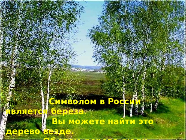 Символом в России является береза .  Вы можете найти это дерево везде.  Об этом дереве люди сложили . красивые стихи и песни. The 
