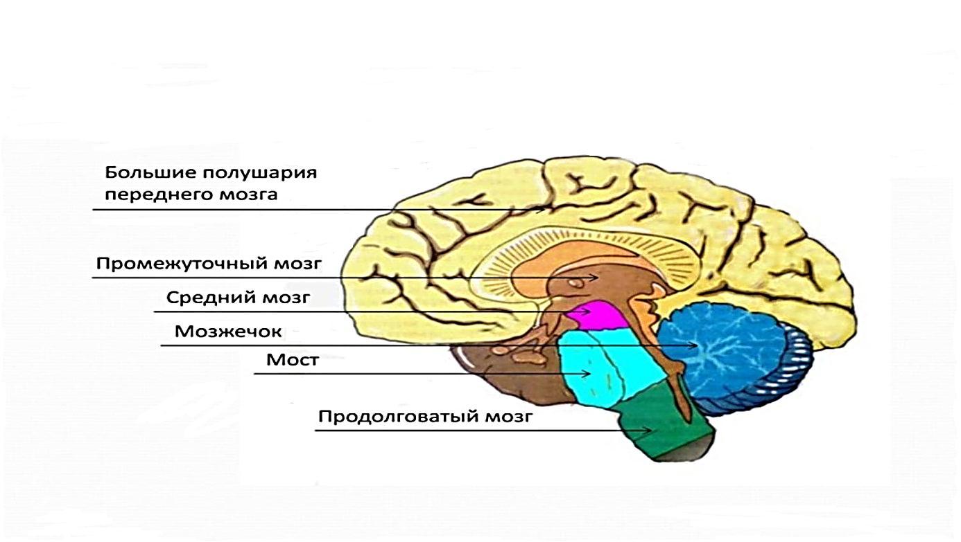 В состав полушарий большого мозга входит. Большие полушария головного мозга структура. Строение большого мозга поверхности и доли полушария.