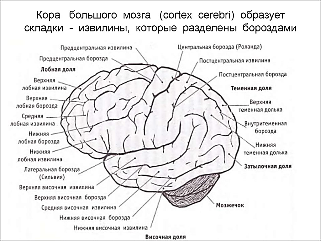 Изучение строения головного мозга