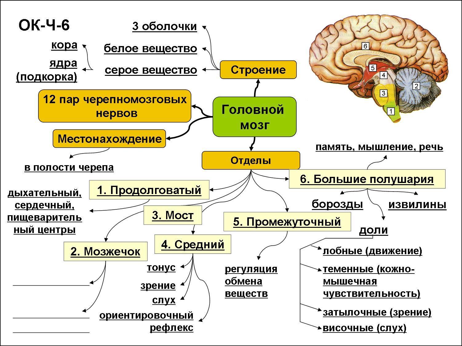 Схема головной мозг задний средний передний