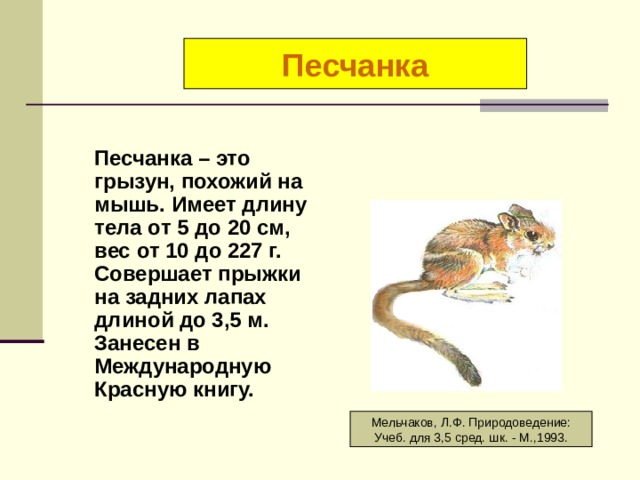 Способ питания песчанки