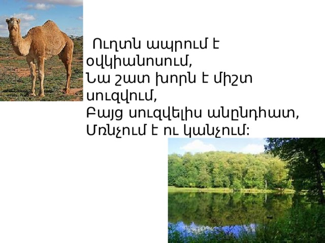  Ուղտն ապրում է օվկիանոսում,  Նա շատ խորն է միշտ սուզվում,  Բայց սուզվելիս անընդհատ,  Մռնչում է ու կանչում: 