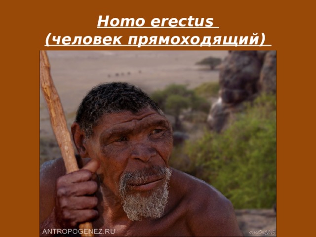 Homo erectus  (человек прямоходящий) 