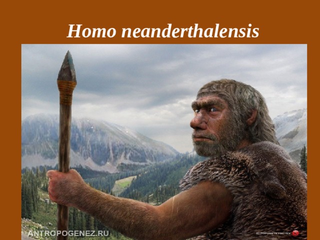  Homo neanderthalensis 