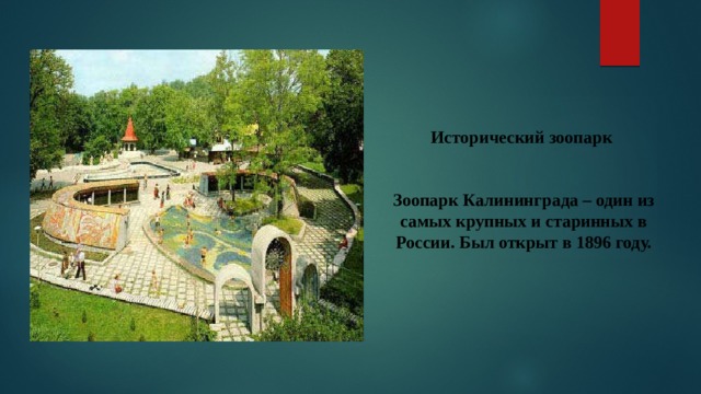 Исторический зоопарк   Зоопарк Калининграда – один из самых крупных и старинных в России. Был открыт в 1896 году.    
