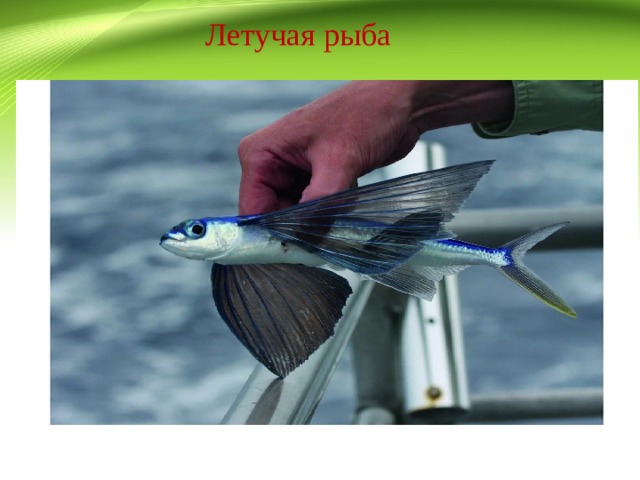 Крылья летучей рыбы. Четырехкрылая летучая рыба. Летучая рыба биплан. Японская летучая рыба Дальневосточный длиннокрыл. Летающая рыба.