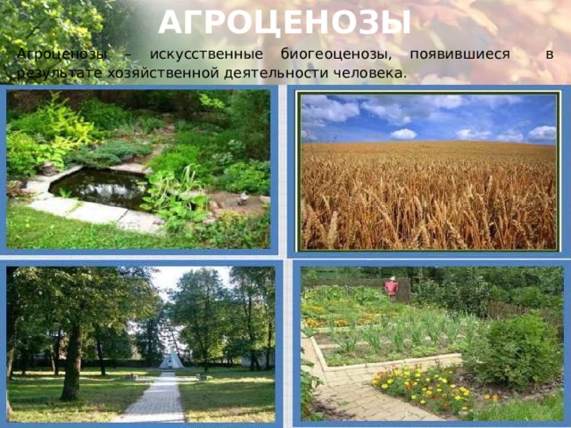 Агроценоз