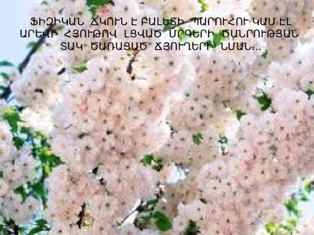 ՖԻԶԻԿԱՆ ՃԿՈՒՆ Է ԲԱԼԵՏԻ ՊԱՐՈՒՀՈՒ ԿԱՄ ԷԼ ԱՐԵՎԻ ՀՅՈՒԹՈՎ ԼՑՎԱԾ ՄՐԳԵՐԻ ԾԱՆՐՈՒԹՅԱՆ ՏԱԿ ԾԱՌԱՑԱԾ ՃՅՈՒՂԵՐԻ ՆՄԱՆ... 