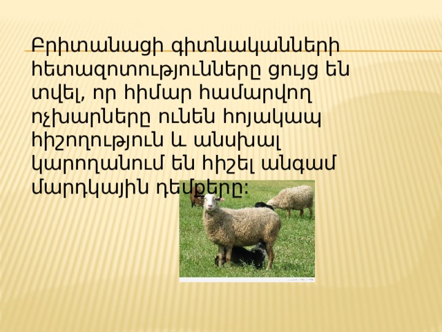 Բրիտանացի գիտնականների հետազոտությունները ցույց են տվել, որ հիմար համարվող ոչխարները ունեն հոյակապ հիշողություն և անսխալ կարողանում են հիշել անգամ մարդկային դեմքերը: 