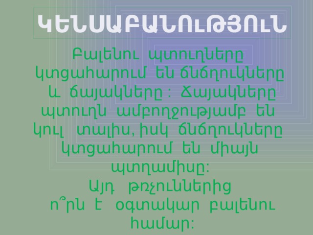 ԿԵՆՍԱԲԱՆՈւԹՅՈւՆ Բալենու պտուղները  կտցահարում են ճնճղուկները  և ճայակները : Ճայակները  պտուղն ամբողջությամբ են կուլ տալիս, իսկ ճնճղուկները  կտցահարում են միայն  պտղամիսը: Այդ թռչուններից  ո ՞ րն է օգտակար բալենու  համար: 