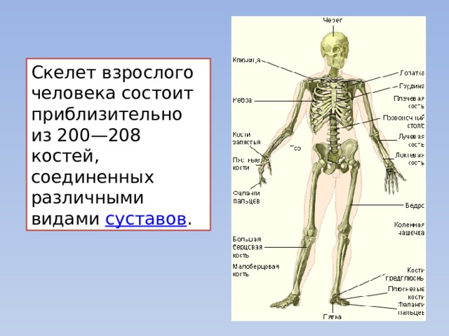 Контрольная работа опорно двигательная система 8 класс