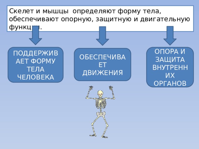 Контрольная работа опорно двигательная система 8 класс