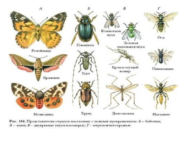 Представители насекомых. Отряды насекомых с полным превращением представители. Продолжительность жизни насекомых таблица. Представители класса насекомые. Класс насекомвепредставители.