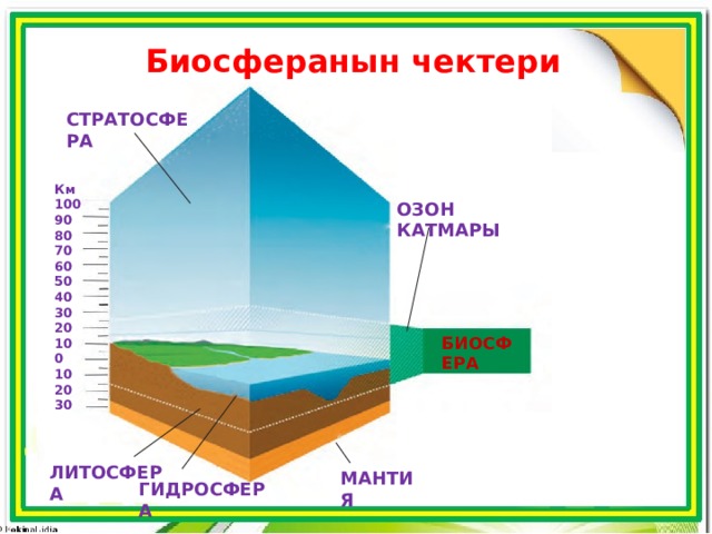 Биосферанын чектери СТРАТОСФЕРА Км 100 90 80 70 60 50 40 30 20 10 0 10 20 30 ОЗОН КАТМАРЫ БИОСФЕРА ЛИТОСФЕРА МАНТИЯ ГИДРОСФЕРА 
