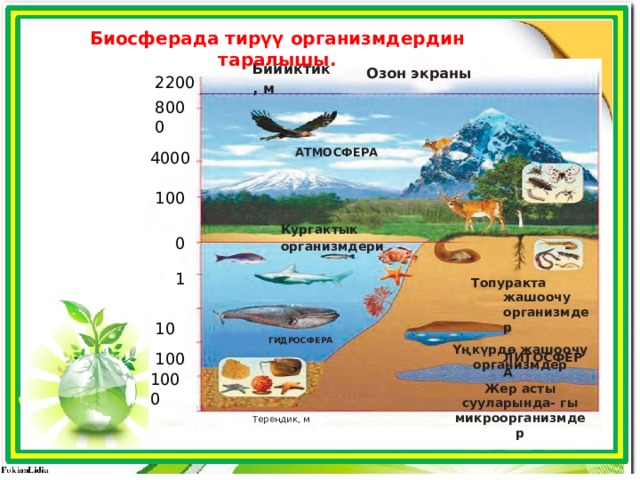 Биосферада тирүү организмдердин таралышы. Бийиктик, м Озон экраны 2200 8000 4000 АТМОСФЕРА 100 Кургактык организмдери 0 1 Топуракта жашоочу организмдер ЛИТОСФЕРА  10  100   ГИДРОСФЕРА Yңкүрдө жашоочу организмдер Жер асты сууларында- гы микроорганизмдер 1000 Тереңдик, м 