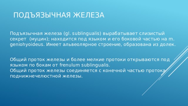 Подъязычная железа  Подъязычная железа (gl. sublingualis) вырабатывает слизистый секрет  (муцин); находится под языком и его боковой частью на m. geniohyoideus. Имеет альвеолярное строение, образована из долек. Общий проток железы и более мелкие протоки открываются под языком по бокам от frenulum sublingualis.  Общий проток железы соединяется с конечной частью протока поднижнечелюстной железы. 