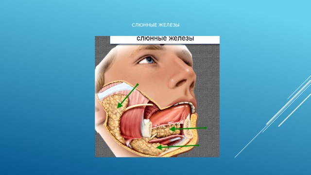 Слюнные железы 