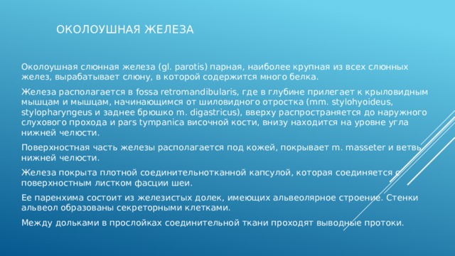 Околоушная железа Околоушная слюнная железа (gl. parotis) парная, наиболее крупная из всех слюнных желез, вырабатывает слюну, в которой содержится много белка. Железа располагается в fossa retromandibularis, где в глубине прилегает к крыловидным мышцам и мышцам, начинающимся от шиловидного отростка (mm. stylohyoideus, stylopharyngeus и заднее брюшко m. digastricus), вверху распространяется до наружного слухового прохода и pars tympanica височной кости, внизу находится на уровне угла нижней челюсти. Поверхностная часть железы располагается под кожей, покрывает m. masseter и ветвь нижней челюсти. Железа покрыта плотной соединительнотканной капсулой, которая соединяется с поверхностным листком фасции шеи. Ее паренхима состоит из железистых долек, имеющих альвеолярное строение. Стенки альвеол образованы секреторными клетками. Между дольками в прослойках соединительной ткани проходят выводные протоки. 