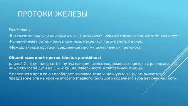 Протоки железы Различают: -Вставочные протоки располагаются в альвеолах, образованных секреторными клетками. -Исчерченные протоки более крупные, находятся также внутри долек. -Междольковые протоки (соединение многих исчерченных протоков).   Общий выводной проток (ductus parotideus) : длиной 2—4 см, начинается путем слияния всех междольковых протоков, располагается ниже скуловой дуги на 1 — 2 см, на поверхности жевательной мышцы. У переднего края ее он прободает жировое тело и щечную мышцу, открывается в преддверие рта на уровне второго (первого) большого коренного зуба верхней челюсти.   Через околоушную железу проходят наружная сонная, поверхностная височная, поперечная, задняя ушная артерии, лицевой нерв и позадичелюстная вена.  