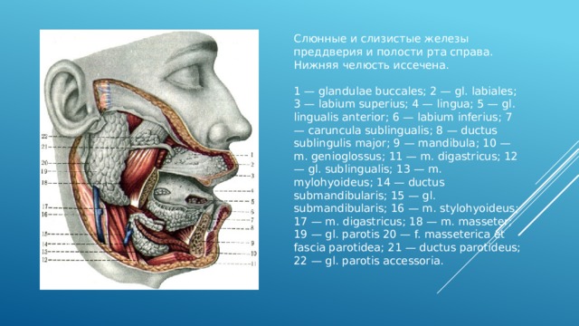 Слюнные и слизистые железы преддверия и полости рта справа. Нижняя челюсть иссечена.   1 — glandulae buccales; 2 — gl. labiales; 3 — labium superius; 4 — lingua; 5 — gl. lingualis anterior; 6 — labium inferius; 7 — caruncula sublingualis; 8 — ductus sublingulis major; 9 — mandibula; 10 — m. genioglossus; 11 — m. digastricus; 12 — gl. sublingualis; 13 — m. mylohyoideus; 14 — ductus submandibularis; 15 — gl. submandibularis; 16 — m. stylohyoideus; 17 — m. digastricus; 18 — m. masseter; 19 — gl. parotis 20 — f. masseterica et fascia parotidea; 21 — ductus parotideus; 22 — gl. parotis accessoria. Слюнные и слизистые железы преддверия и полости рта справа. Нижняя челюсть иссечена.  1 — glandulae buccales; 2 — gl. labiales; 3 — labium superius; 4 — lingua; 5 — gl. lingualis anterior; 6 — labium inferius; 7 — caruncula sublingualis; 8 — ductus sublingulis major; 9 — mandibula; 10 — m. genioglossus; 11 — m. digastricus; 12 — gl. sublingualis; 13 — m. mylohyoideus; 14 — ductus submandibularis; 15 — gl. submandibularis; 16 — m. stylohyoideus; 17 — m. digastricus; 18 — m. masseter; 19 — gl. parotis 20 — f. masseterica et fascia parotidea; 21 — ductus parotideus; 22 — gl. parotis accessoria.  