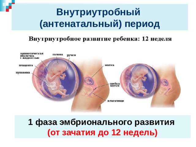 Внутриутробный период у человека длится. Внутриутробный (антенатальный) период. Периоды внутриутробного развития антенатальный. Периоды детства внутриутробный период. Антенатальный период периоды развития ребенка.