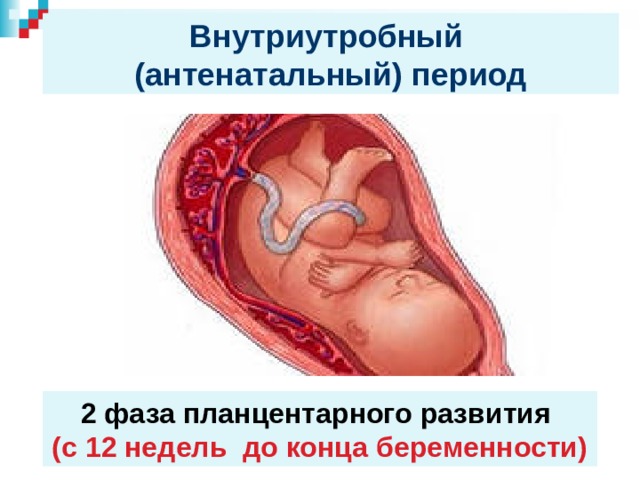 Антенатальный период