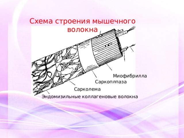Схема строения мышечного волокна Миофибрилла Саркоплпаза Сарколема Эндомизильные коллагеновые волокна 