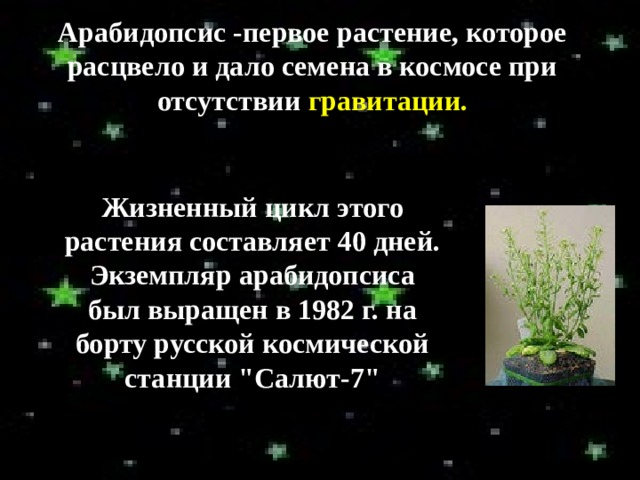 Арабидопсис -первое растение, которое расцвело и дало семена в космосе при отсутствии гравитации. Жизненный цикл этого растения составляет 40 дней. Экземпляр арабидопсиса был выращен в 1982 г. на борту русской космической станции 