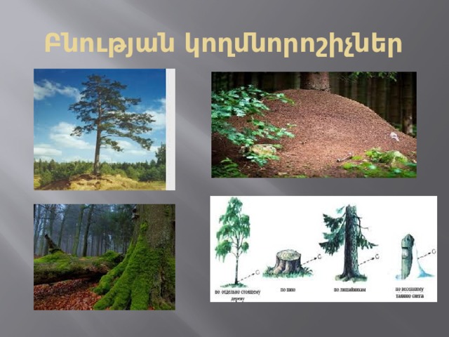 Բնության կողմնորոշիչներ 